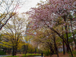 Cherry blossom in a Park in Seoul