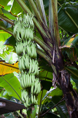 Obraz premium Banana tree with a bunch of bananas