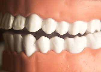 Dental teeth dentistry model