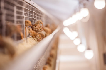 Baby chicken in poultry farm