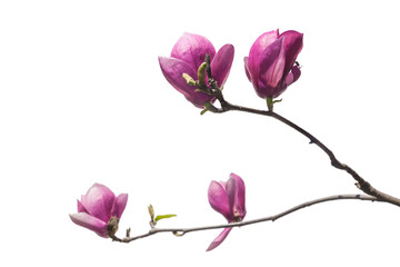 Flowering branch of   Magnolia Soulangeana is isolated on white.