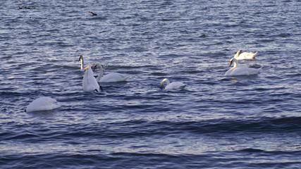 Fototapeta na wymiar bird water sea swan 