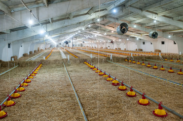 Chicken farm © kiri