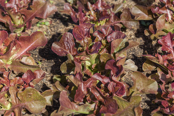 fresh red leaf lettuce organic hydroponic vegetable in cultivation farm.