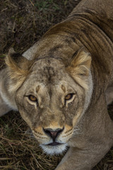 Fototapeta premium hungry lion