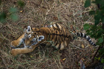 tiger