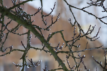Fototapeta na wymiar Branch of tree with snow