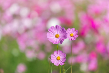 Fototapeta premium close up pink cosmos flowers blooming in the garden