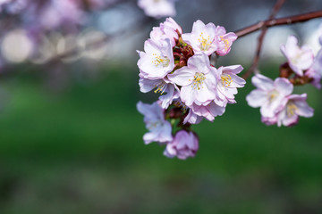 Obraz premium さくら