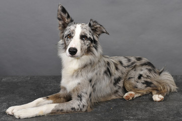 border collie 