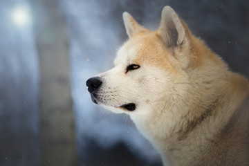 Obraz premium Japanese Dog Akita Inu in the winter forest