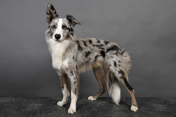 border collie 