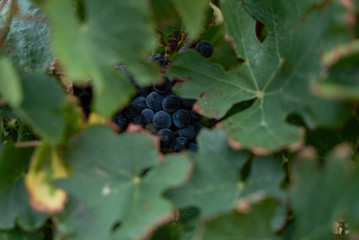 Juicy bunch of blue grapes hid under leaves