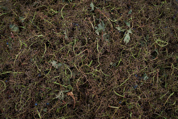 Grape harvest: grape stalks background