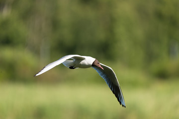 Black-headed Gull flying