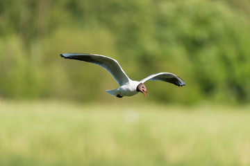 Black-headed Gull flying