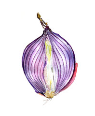 Red onion cut in half isolated on a white background. Watercolor sketch.
