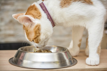 Cat Eating From Bowl