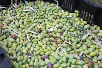 Ripe green olives collected in box