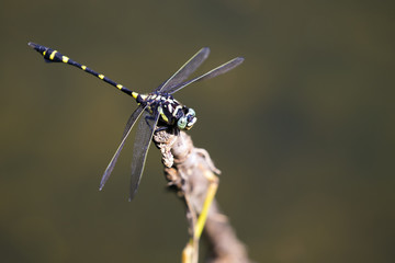Image of dragonfly perched on a tree branch on nature background