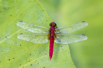 Image of red dragonfly perched on leaves. Insect Animals.
