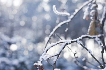 Winter abstract background with low focus on tree branches and bokeh in the background with copyspace.