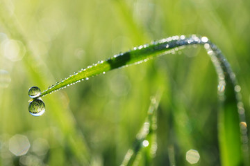 Beautiful macro photohraph of fresh dew drops on grass in the morning. Nature abstract detail.