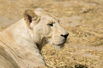 Image of a female lion on nature background. Wild Animals.