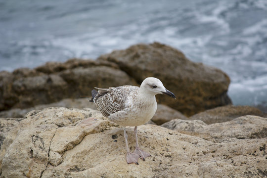 Seagull on the rocks at the seaside. Birds