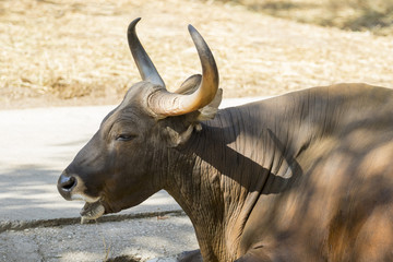Image of a red bull male on nature background. wild animals.
