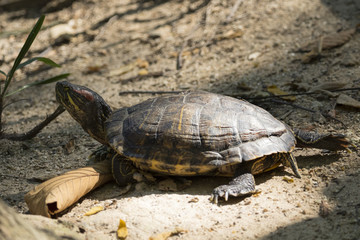 Image of an eastern chicken turtle in thailand. Wild Animals.