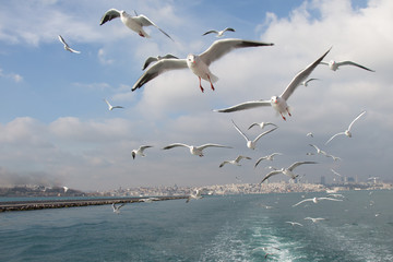 Pigeons fly in sky over the sea in Istanbul