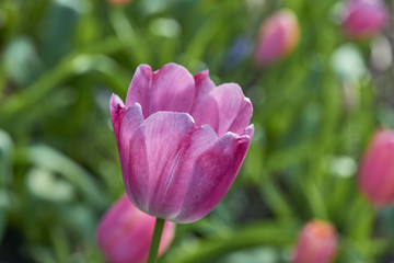 Pink tulip flower