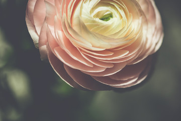 tender pink ranunculus flower