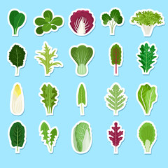 Cartoon green salad leaves stickers. Vector vegetarian healthy food leaf set