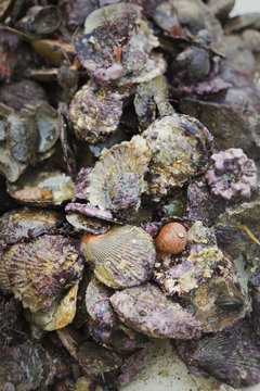 Traditional Sustainable Oyster Fishing. A heap of oyster shells on seaweed. 
