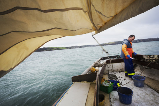 Traditional Sustainable Oyster Fishing. A Fisherman On A Sailing Boat 