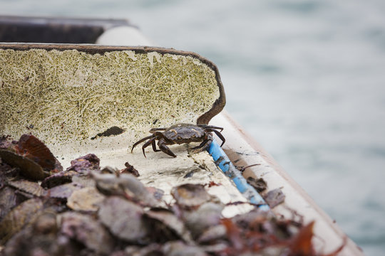 Traditional Sustainable Oyster Fishing. Small dark shelled crab among shells. 
