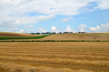 Fototapeta na wymiar The field of wheat