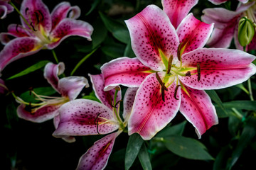 Red Pink lily on green leaves