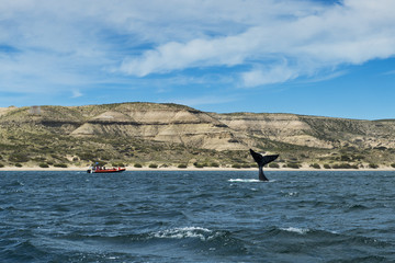 Naklejka premium Southern Right Whale flipping its tale in the Valdes Peninsula in Argentina; Concept for travel in Argentina and Whale Watching