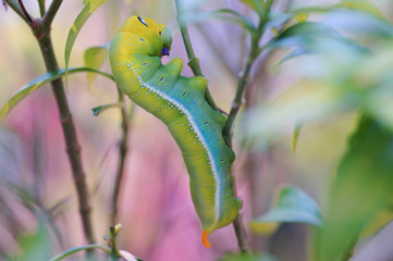 Oleander Hawk Moth Caterpillar before butterfly