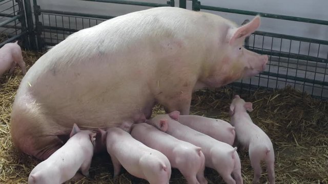 Big Sow and Hungry Piglets in Pen at Farm