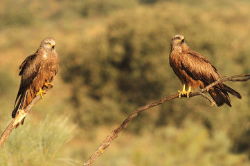 Black kite. Milvus migrans
