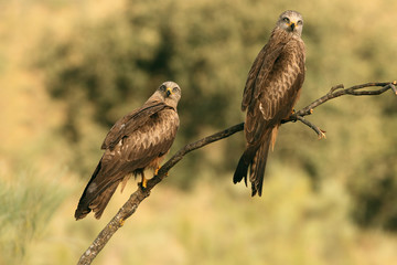Black kite. Milvus migrans