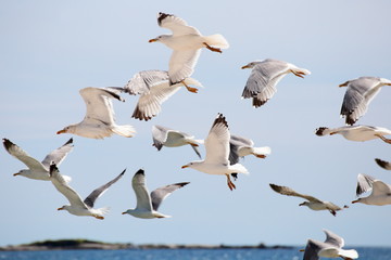 viele Lachmöwen im Flug