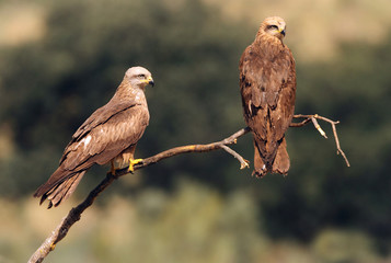 Black kite. Milvus migrans