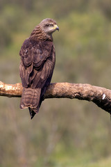 Black kite. Milvus migrans