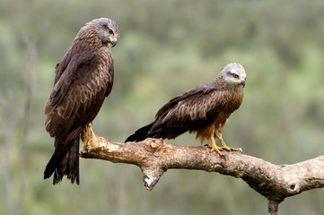 Black kite. Milvus migrans