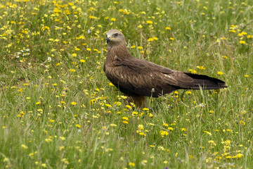 Black kite. Milvus migrans